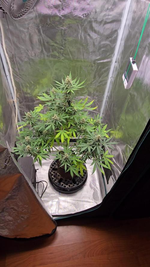 Ina Haze