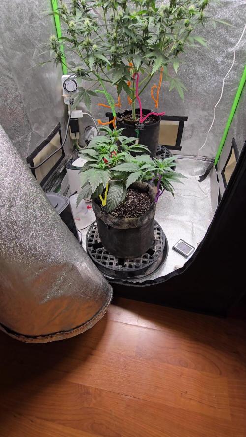 Thanks @Grow4releaf