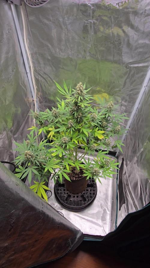 Ina Haze