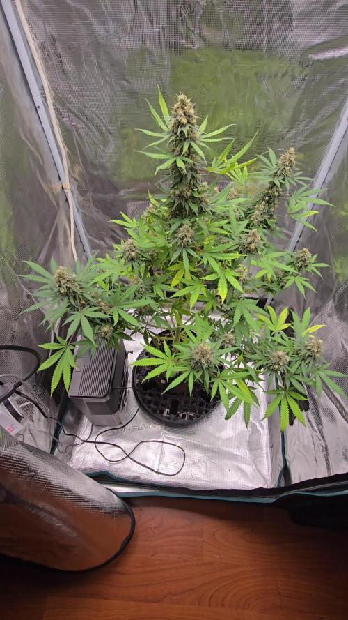 Ina Haze