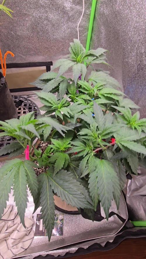 Thanks @Grow4releaf