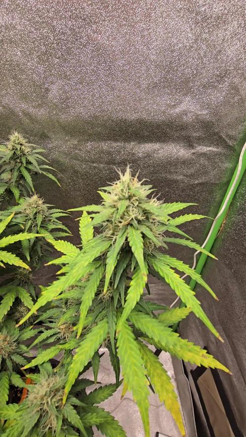 A Divine competition