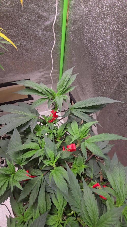Thanks @Grow4releaf