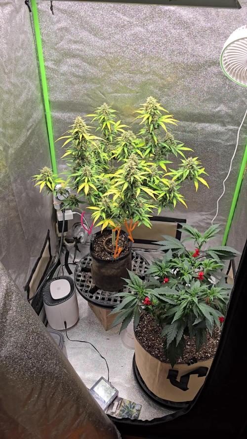 A Divine competition