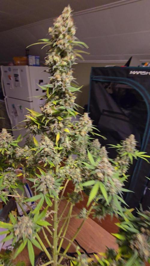 Ina Haze