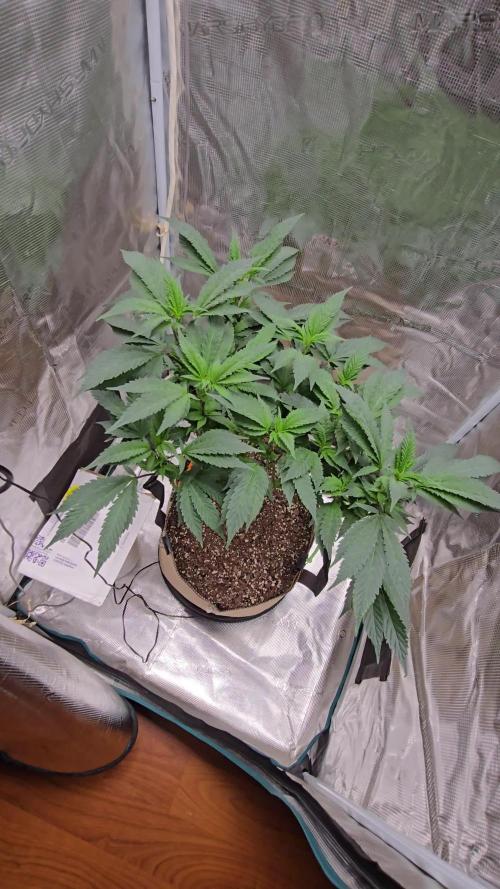 Thanks @Grow4releaf