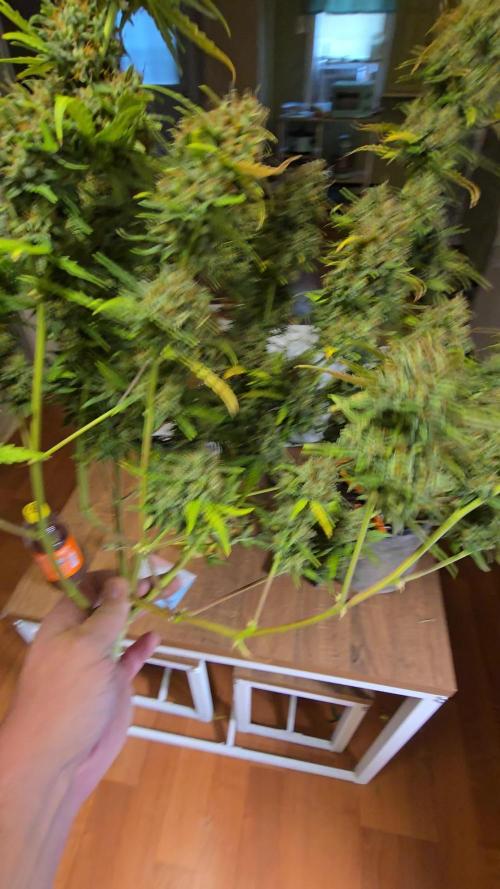 A Divine competition