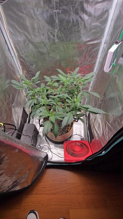 Thanks @Grow4releaf