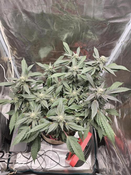 Thanks @Grow4releaf. Week 19