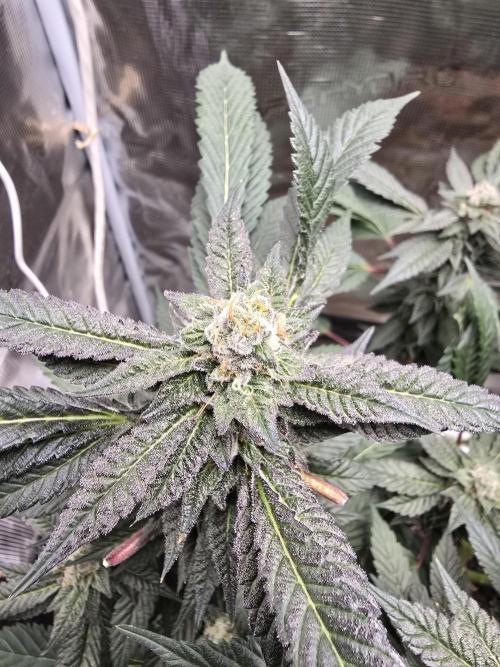 Thanks @Grow4releaf. Week 19