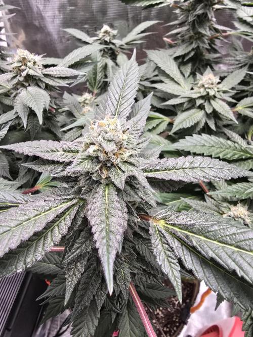 Thanks @Grow4releaf. Week 19