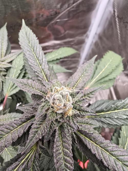 Thanks @Grow4releaf. Week 19