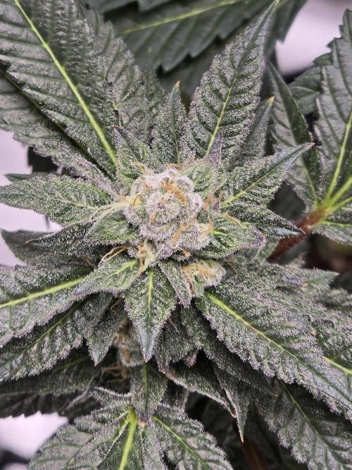 Thanks @Grow4releaf. Week 19