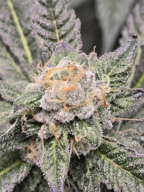 Thanks @Grow4releaf. Week 19