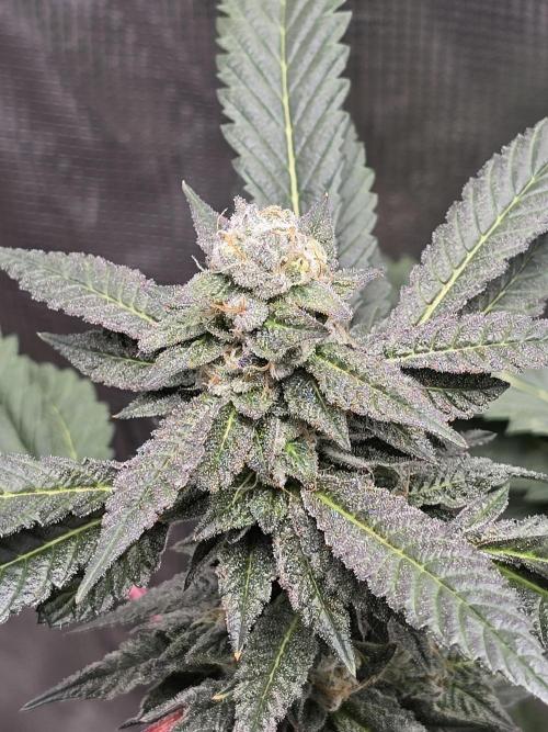 Thanks @Grow4releaf. Week 19