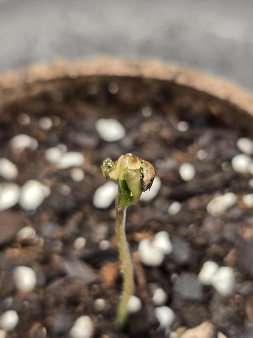 @Grow4Releaf. Week 0