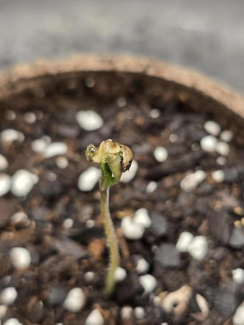 @Grow4Releaf. Week 0