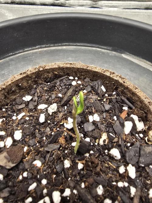 @Grow4Releaf. Week 0