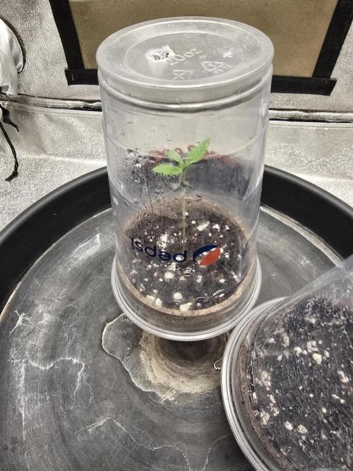 @Grow4Releaf. Week 1