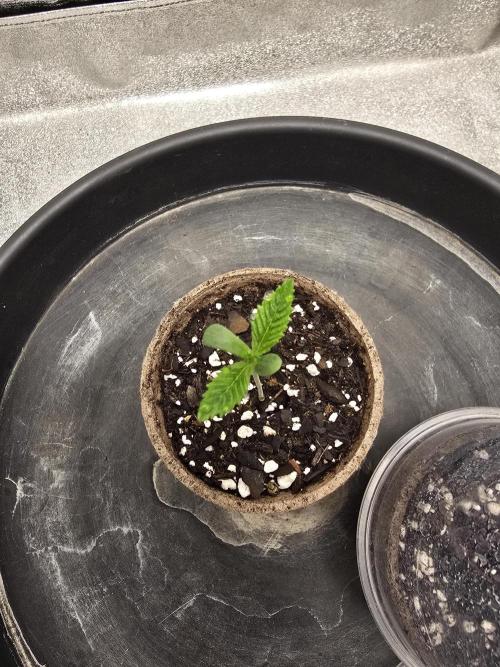 @Grow4Releaf. Week 1