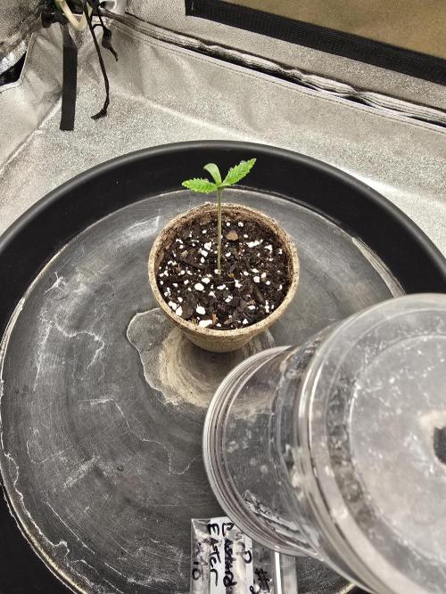 @Grow4Releaf. Week 1