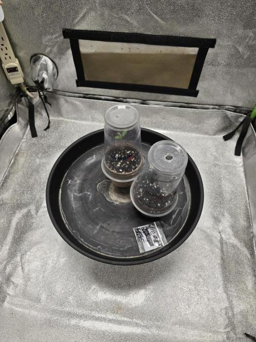 @Grow4Releaf. Week 1