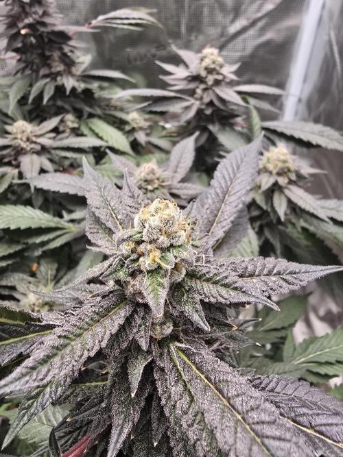 Thanks @Grow4releaf. Week 21