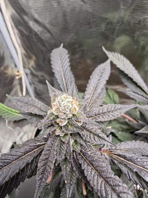 Thanks @Grow4releaf. Week 21