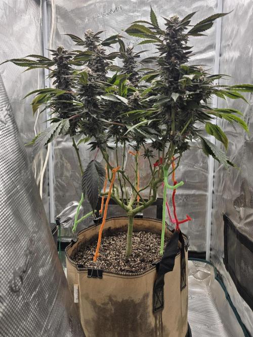 Thanks @Grow4releaf. Week 21