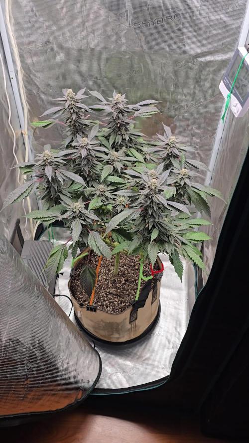 Thanks @Grow4releaf