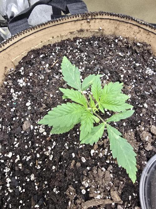 @Grow4Releaf. Week 2