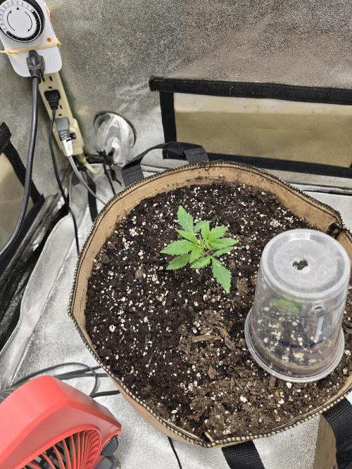 @Grow4Releaf. Week 2