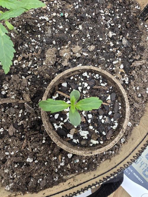 Mutation ❤️. Week 1