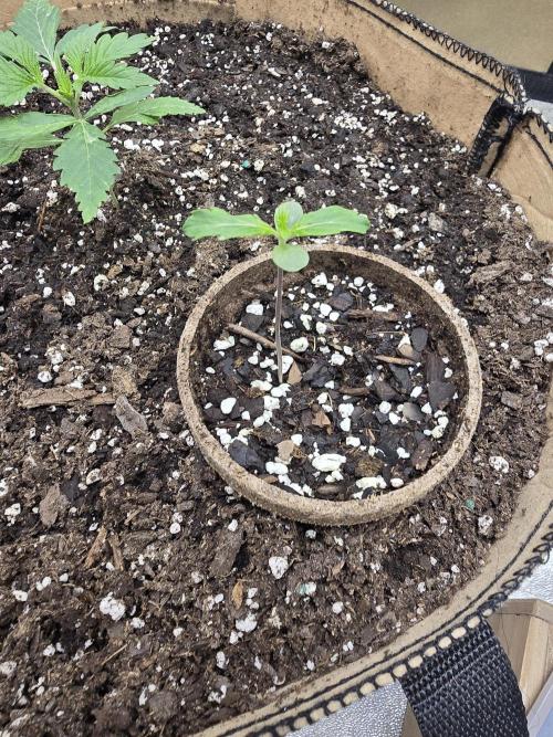 Mutation ❤️. Week 1