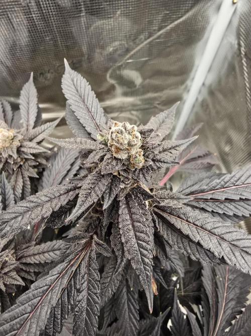 Thanks @Grow4releaf. Week 22