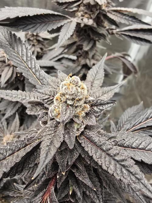 Thanks @Grow4releaf. Week 22