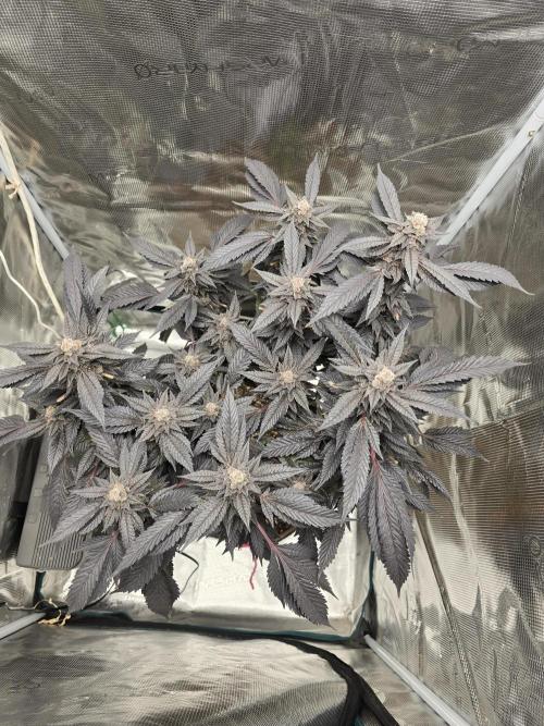 Thanks @Grow4releaf. Week 22