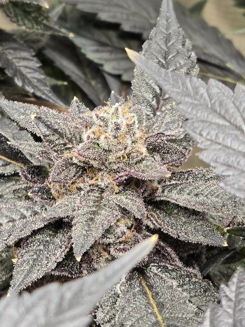 Thanks @Grow4releaf. Week 22