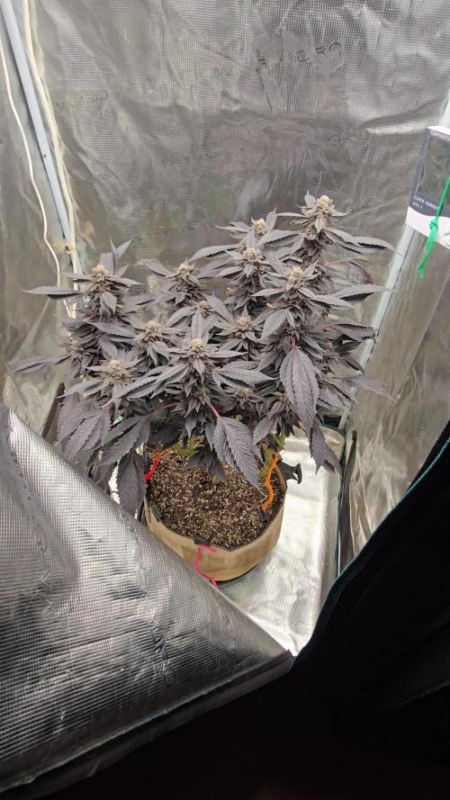 Thanks @Grow4releaf
