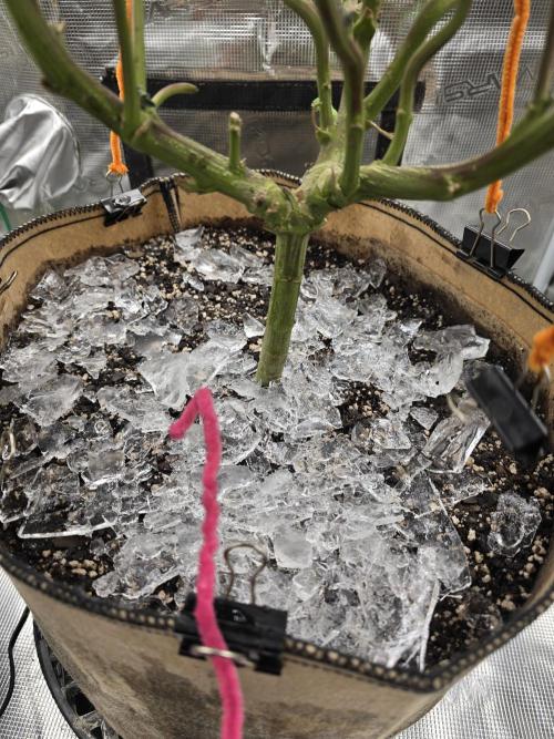 Thanks @Grow4releaf. Week 22