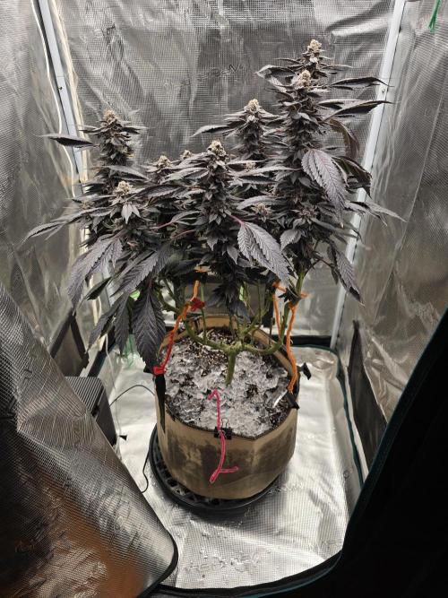 Thanks @Grow4releaf. Week 22