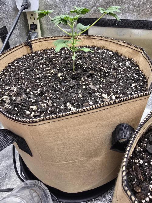 Mutation ❤️. Week 3