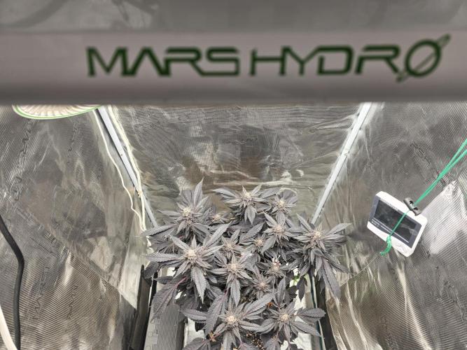 Thanks @Grow4releaf. Week 23