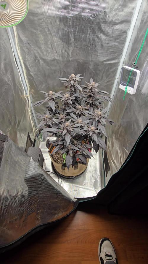 Thanks @Grow4releaf