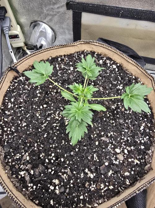 Mutation ❤️. Week 4