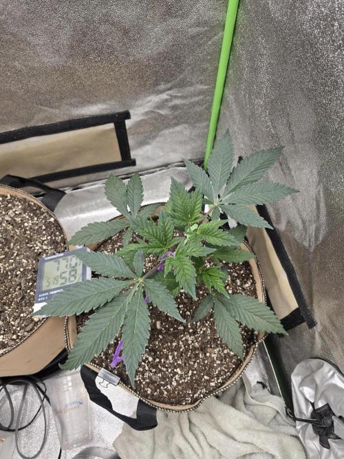 @Grow4Releaf. Week 3