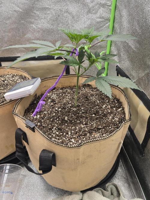 @Grow4Releaf. Week 3