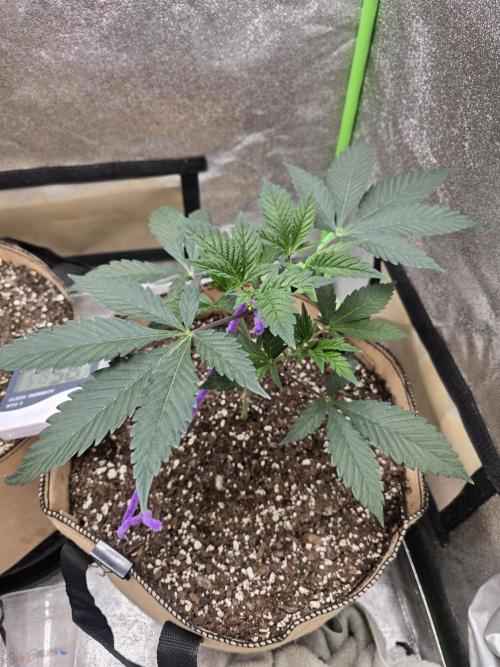 @Grow4Releaf. Week 3