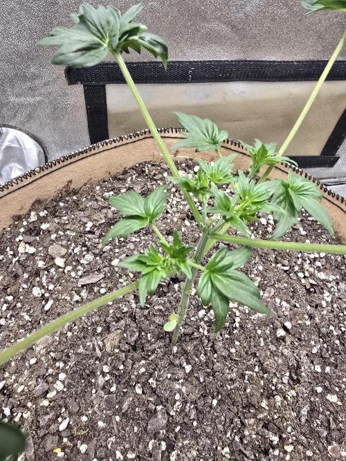 Mutation ❤️. Week 4