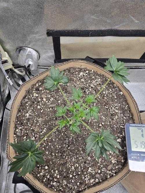 Mutation ❤️. Week 4